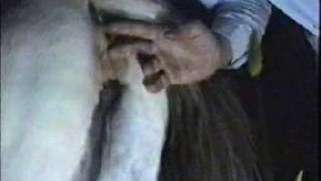 Guy pounding a female horse's vagina after intensely fingering it