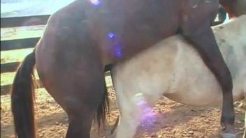 Steeds are going crazy screwing live on webcam