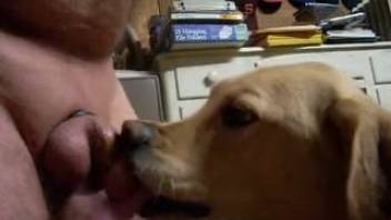 Adorable puppy is tenderly licking his firm little cock with affection