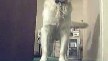 Hairy dog pounds a tight babe in a crazy house's explicit scenes