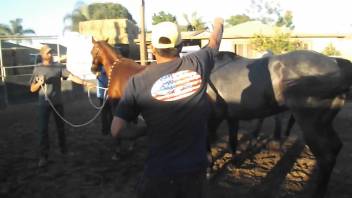 Hot female horse's vagina is torn apart by a massive male horse's dick