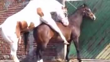 Pale stud bangs a lustful mare