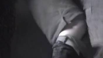 Daring male animal lover gets screwed by a horse