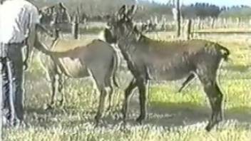 Donkeys screwing arouses lustful female zoo enthusiast to get wet