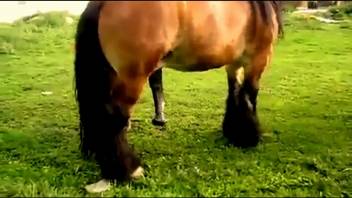 Horse stud pounds a filly's juicy pussy in the great outdoors