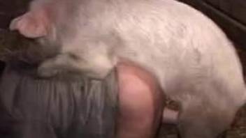 Woman stands to endure pig's cock in her fine cunt