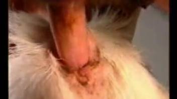 Elderly woman joins a bestiality group sex with a few guys