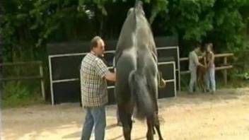 People watching two horses fuck each other HARD