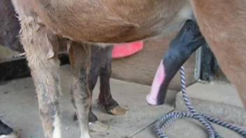 Horse fucking make this horny dude feel insanely aroused