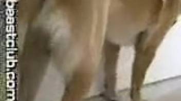 Guy tongues and pounds canine dick in crazy XXX bestiality action