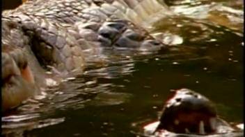 Submerged alligator intercourse for true bestiality enthusiasts