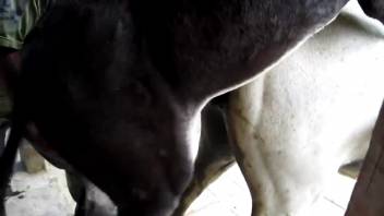 Ebony stallion pounding a snug pale filly from the rear