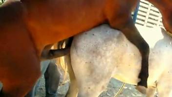 Two sexy horses fucking like crazy in an outdoors vid