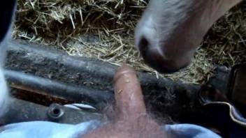 Farm animal smells and licks my hard dick