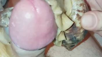 Perverted guy ejaculates as snails slime up his penis