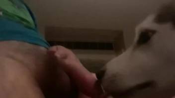 Guy's hairy cock gets licked by his submissive dog