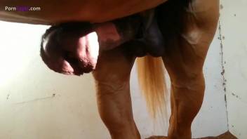 Sexy bitches featured in a hot scene with a horse