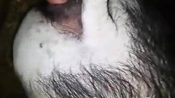 Dude buries his cock in his hairy yet sexy dog