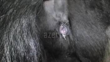 Dude damaging a horse's wet pussy in a hot porno video