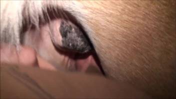Guy with a bulging veiny dick banging a hot female horse on webcam