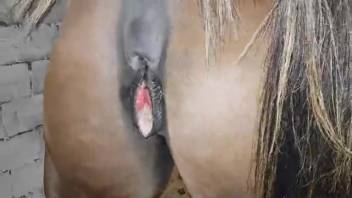 Horse vagina deeply penetrated by a massive erect penis