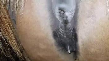 Mare pussy fucked deep by a very thick boner