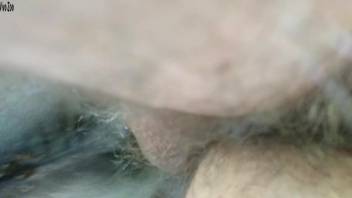 Guy with an extremely bushy dick screws a female horse's vagina