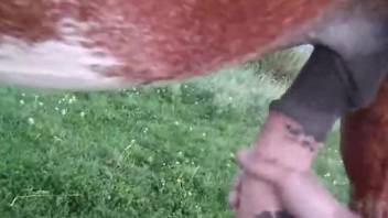 POV handjob video with a throbbing stallion cock