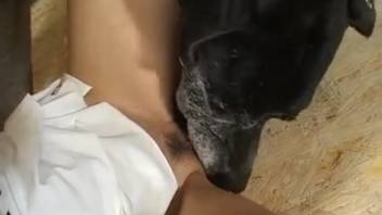 Intense anal pounding with wildly aroused Latin hotties