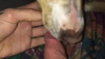POV oral sex session with a very submissive animal