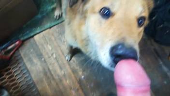 A sexually aroused man receives an enjoyable oral sex act from his adorable pet dog