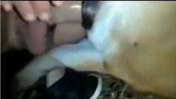 Guy banging a beast's cunt in a steamy animal park clip
