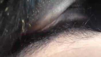 Guy screwing a female horse's steamy snatch in a rough sex clip