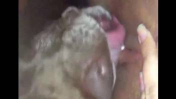 Dog sex compilation video with fun and exciting action