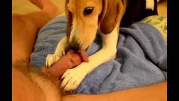 Dude with a hot cock gets a nice BJ from a dog