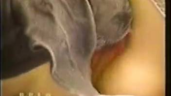 Massive hound delivers intense pleasure to this aroused woman