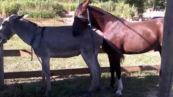 Dark stud pounds a hot filly's ideal cunt