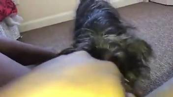 POV cunnilingus video with a good-looking dog