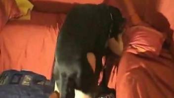 Brunette with big boobs getting pounded by a big dog