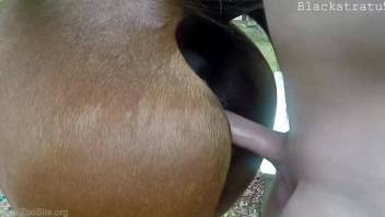 Pasty dude sticks his hard cock in a mare's pussy