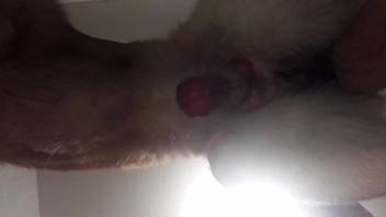 First-person ejaculation clip featuring a lustful well-hung beast