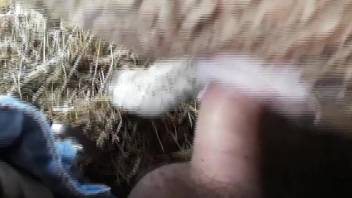 Dude's hairy cock fucking a very sexy sheep