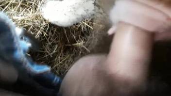 Guy's bushy dick screwing a super hot sheep