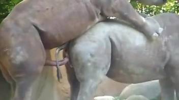 Racy rhinoceros sex scene recorded at a public zoo