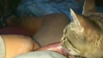 Deranged asshole sticking his filthy cock in cat's face