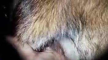 Man fucks furry animal after dirty oral stimulation