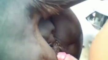 Guy with a stiff dick overpowers the female horse's snug vagina