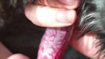 First-person rubbing scene in an animal sex porn clip
