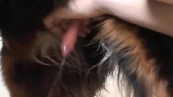 Dog's delicious cock is getting milked on camera
