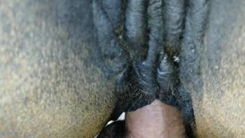 Guy cums deep inside a mare's hot pussy on camera